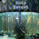 KPCC's Molly Peterson harvested kelp with HtB aquarists
